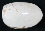 Wide Polished Fossil Clam - Jurassic #16063-1